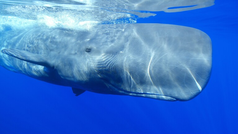 Pottwal schwimmt bei den Azoren durch den Atlantik