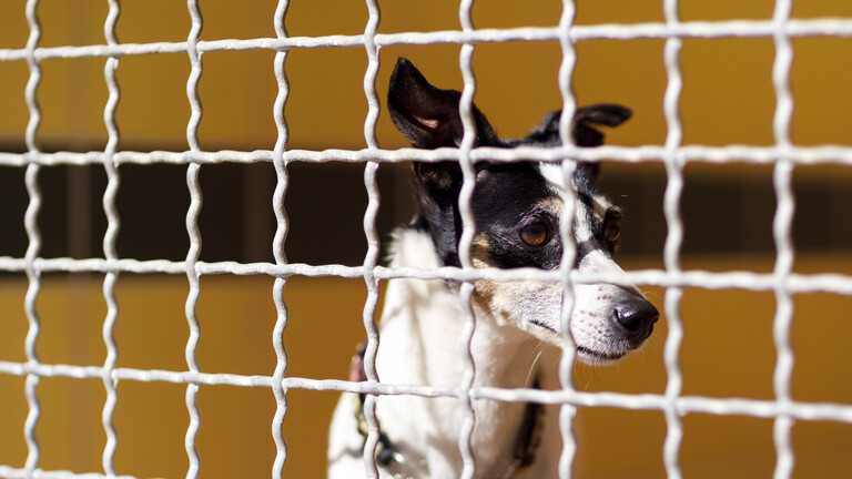 Schwarz-weißer Mischlingshund im Zwinger
