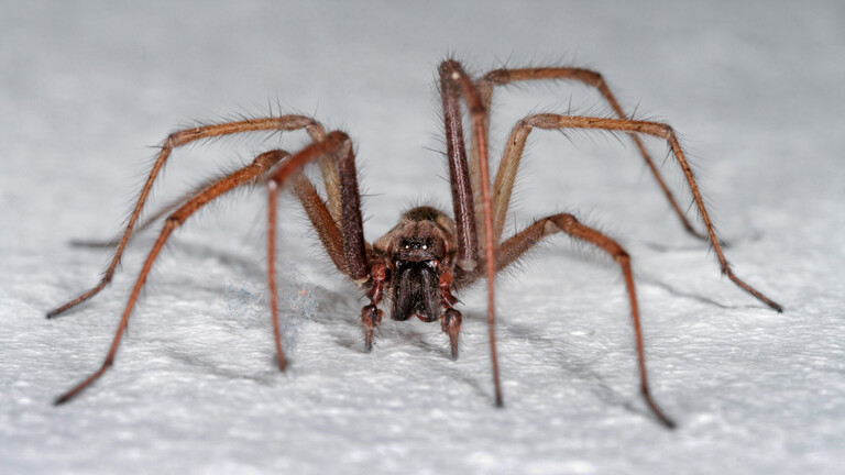 Grosse Hauswinkelspinne, Grosse Winkelspinne, Hausspinne, Kellerspinne (Tegenaria gigantea, Tegenaria atrica, Eratigena atrica), an der Zimmerwand