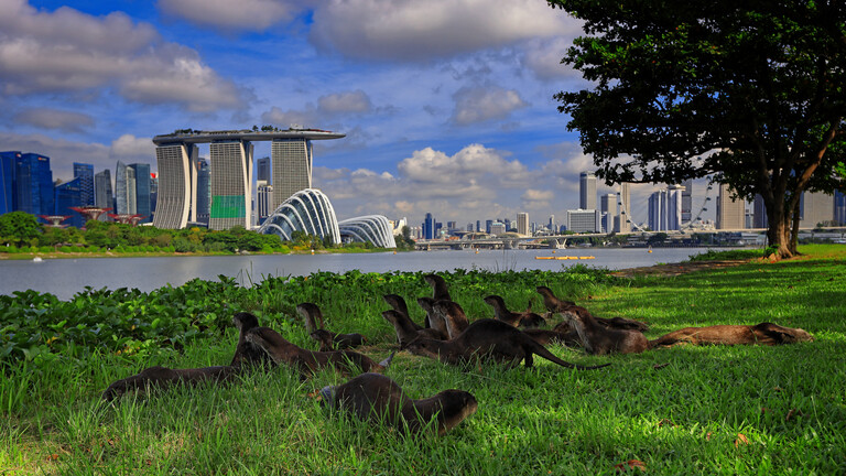 Otter in Singapur