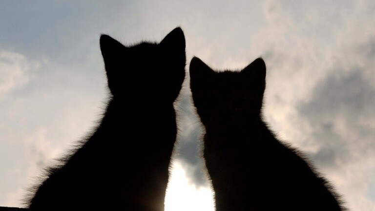 Zwei junge Katzen sitzen draußen nebeneinander. Im Gegenlicht sind sie nur als Schattenriss zu erkennen.