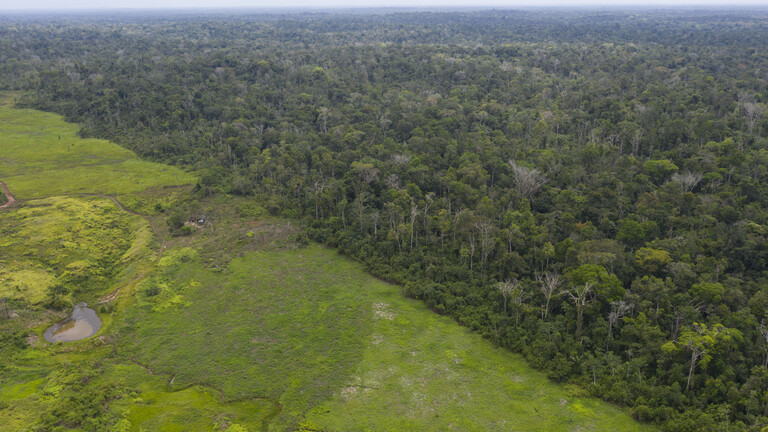 Abgeholzter brasilanischer Regenwald