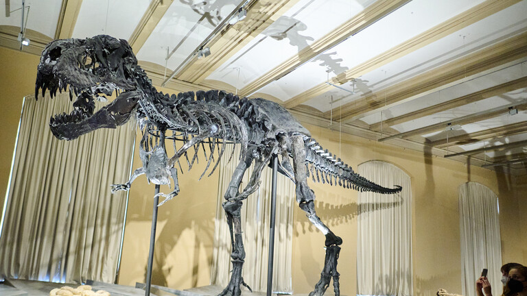 Skelett des Tyrannosaurus rex im Naturkundemuseum Berlin (22.08.2022)