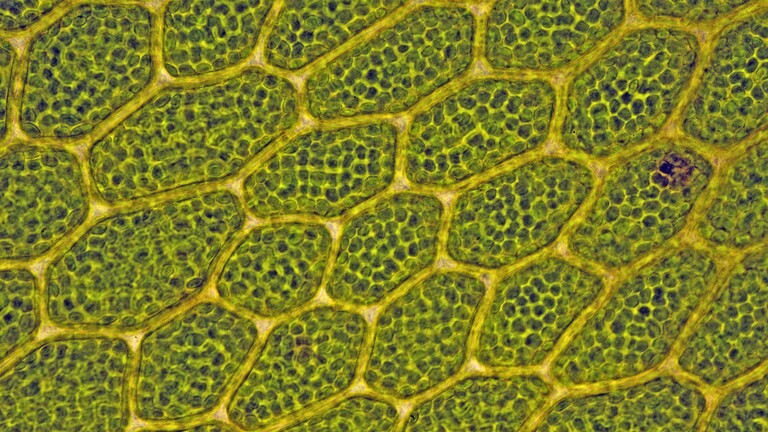 Eine Mikroskopaufnahme eines Moosgeflechts. Die Zellstruktur mit Chloroplasten bildet ein Netz.