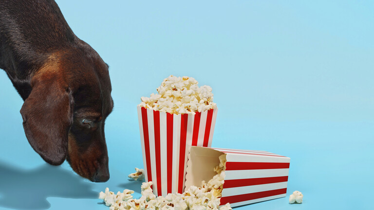 Hund riecht an Popcorn