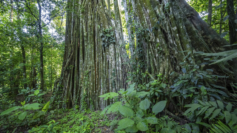 Riesige Würgefeige (Ficus americana), im Regenwald, Corcovado Nationalpark, Osa, Provinz Puntarena, Costa Rica, Mittelamerika
