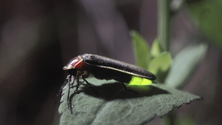 Östlicher Leuchtkäfer, Photuris pennsylvanica, der auf einem Blatt sitzt