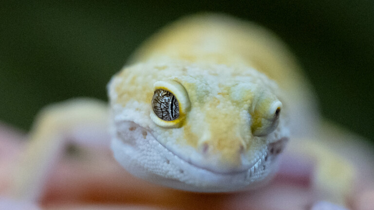 Ein gelbes Leopardgecko sitzt auf einer Hand. Das Foto ist in der Auffangstation für Reptilien, München e.V. entstanden.