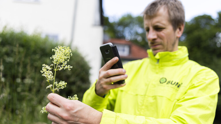 Jakob Grabow-Klucken, BUND Niedersachsen, fotografiert mit einem Smartphone ein «Gemeines Labkraut», um es mit der Pflanzenbestimmungs-App «ObsIdentify» zu bestimmen.