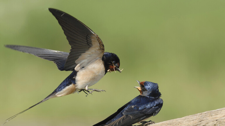 Rauchschwalben-Männchen übergibt ein "Brautgeschenk" an das Weibchen.