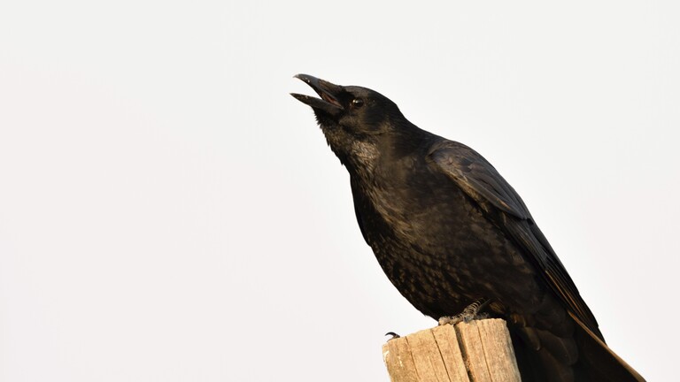 Rabenkrähe sitzt auf einem Zaunpfahl