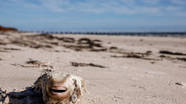 Auf dem Rücken liegender toter Fisch am Strand von Adelaide (Südaustralien, 16.07.2025)
