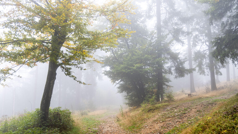 Das Bild zeigt einen Weg durch ein lichteres Stück Wald. Die Bäume stehen weiter entfernt. Laub- und Nadelbäume sind gemischt. Bei einem Laubbaum haben sich die Blätter herbstlich gelb verfärbt. Die Bäume sind von Neben umgeben.