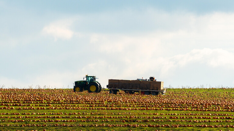 Traktor sammelt Kürbisernste ein