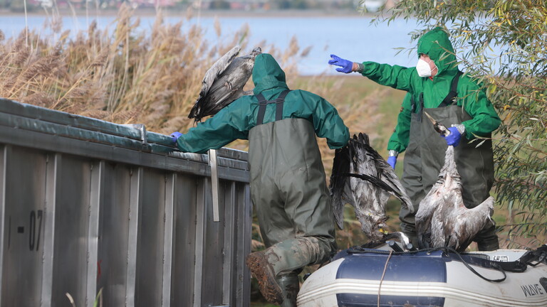19.10.2025: Einsatzkräfte der Feuerwehr entsorgen verendete Kraniche in einem Container.