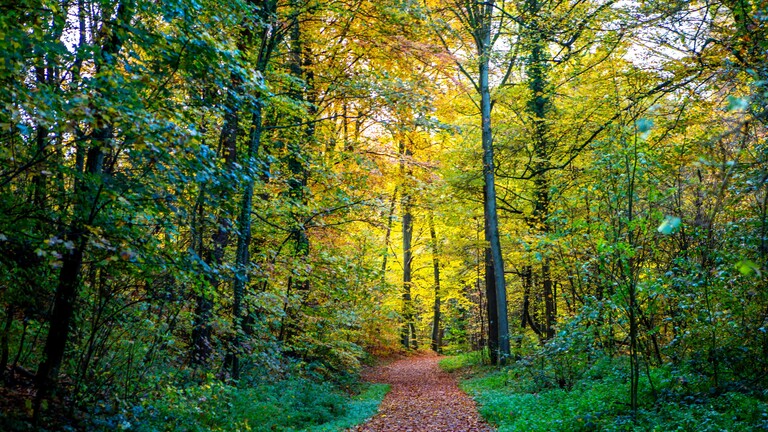 Herbststimmung im Königsdorfer Forst in der Nähe von Frechen-Königsdorf ( RHein-Erft-Kreis NRW )