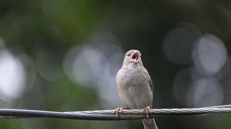 Ein Haussperling (Passer domesticus) ruft, während er auf einem Draht sitzt, Gazipur, Bangladesch
