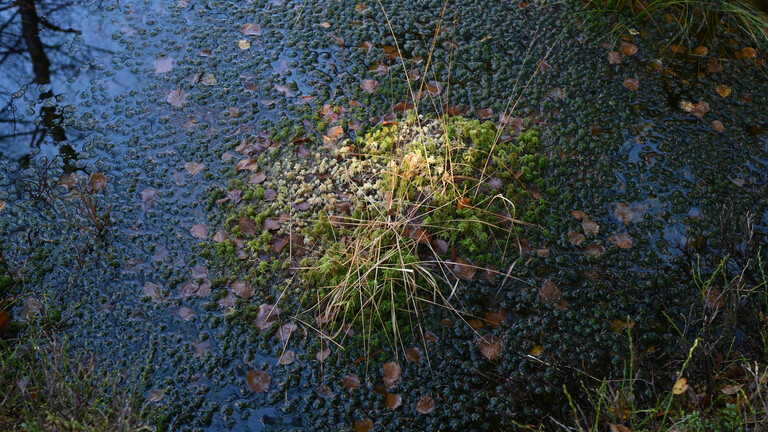 Renaturierung des Moores durch Vernässung: Es werden künstliche Seen angelegt, Wasser auf ehemaligen landwirtschaftlichen Flächen gestaut.