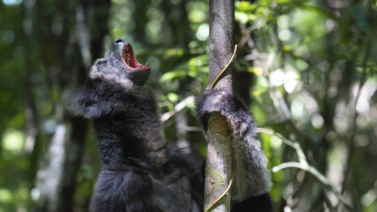 Im Regenwald umfasst ein Indri Lemur einen Baumstamm und ruft Richtung Himmel. Der Indri Lemur ist der einzige Lemur, der eine Art Operngesang beherrscht.