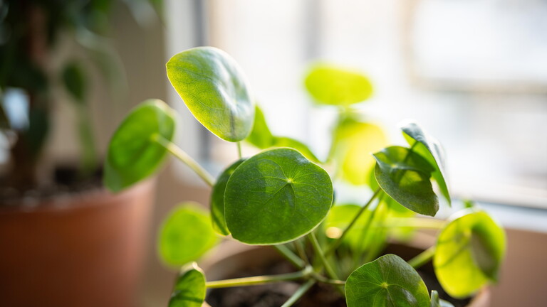 Eine Zimmerpflanze in einem Topf steht auf einem Fensterbrett. Es ist eine Pilea peperomioides, sie hat grüne Blätter, die fast rund sind.