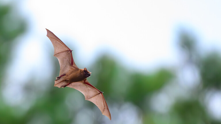 Eine Fledermaus der Art Großer Abendsegler (Nyctalus noctula)