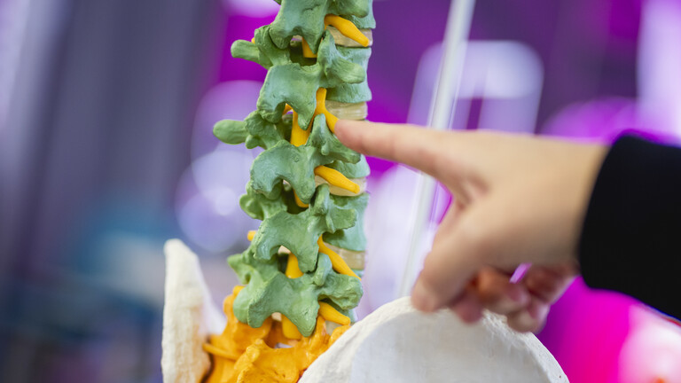 Jemand zeigt mit einem Finger auf das Modell einer menschlichen Wirbelsäule