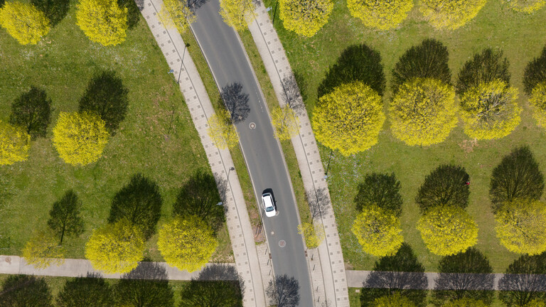 Ein Luftbild zeigt eine Straße mit einem Auto. Die Straße führt mitten durch eine Art Park mit Bäumen, die in Reihen wachsen.
