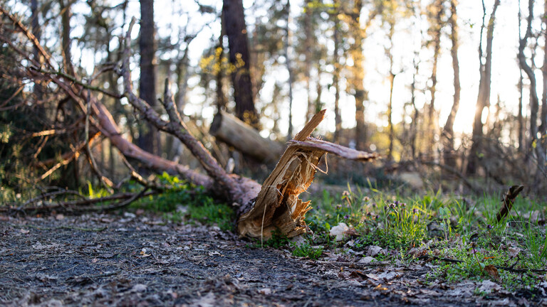 Ein, von einem Baum abgebrochener Ast liegt auf einem Waldweg.