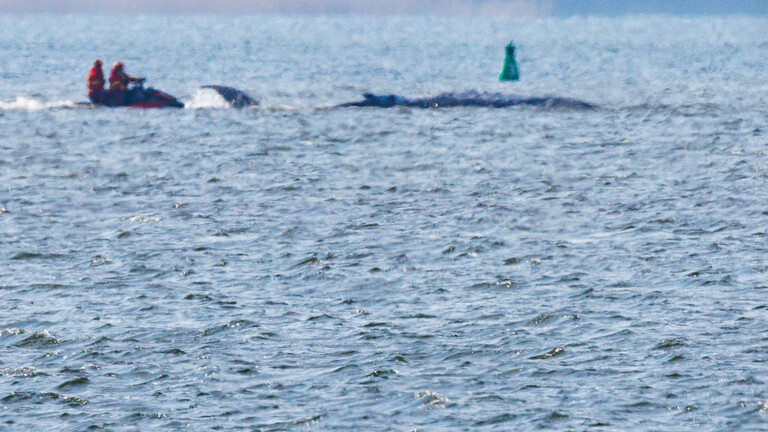 Der Buckelwal vor der Insel Poel schwimmt frei und schlägt am Übergang vom Kirchsee in die Wismarbucht mit seiner Schwanzflosse.
