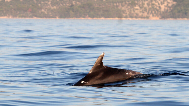Delfinflosse ragt aus dem Mittelmeer (Kroatien, 29.08.2015)