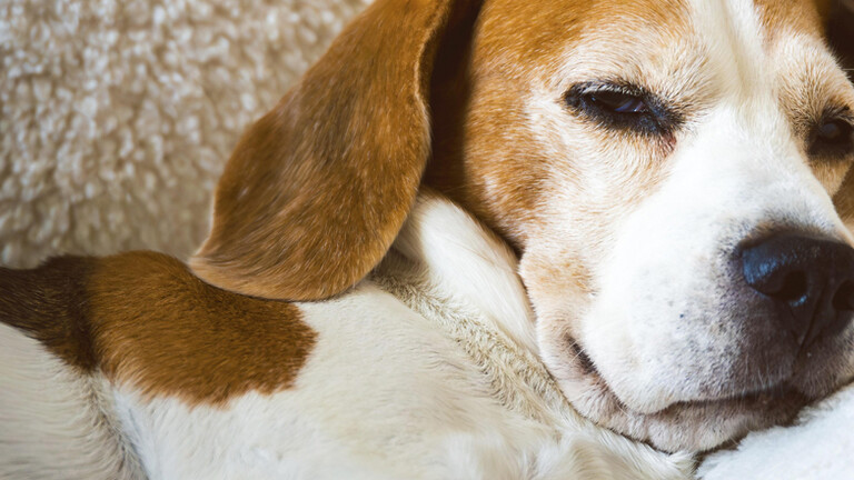 Ein Beagle schläft bequem auf einem flauschigen Kissen