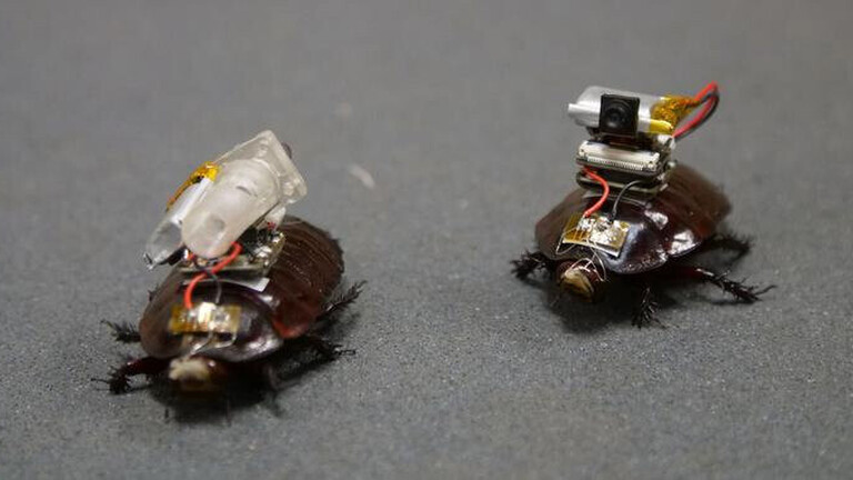 "Das ist eine Doc-Kakerlake! Wissenschaftler erschaffen ‚Cyborg-Kakerlaken‘."