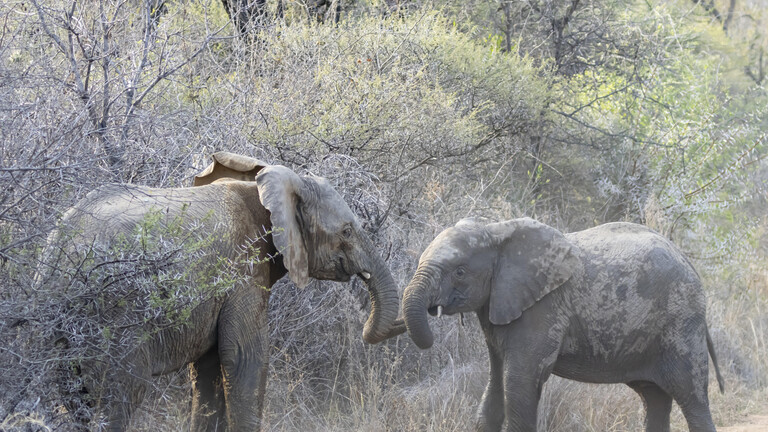 Afrikanischer Waldelefant (Loxodonta cyclotis) : Zwei junge Elefanten spielen in einem Savannenbuschland in Limpopo, Südafrika und raufen spielerisch miteinander