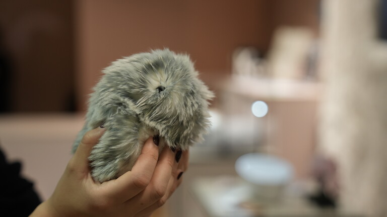 Ein "Moflin" im Berliner KaDeWe. "Moflins" sind Spielzeug-Tiere aus Japan, die mit Hilfe von künstlicher Intelligenz ganz unterschiedliche Charaktere annehmen können.