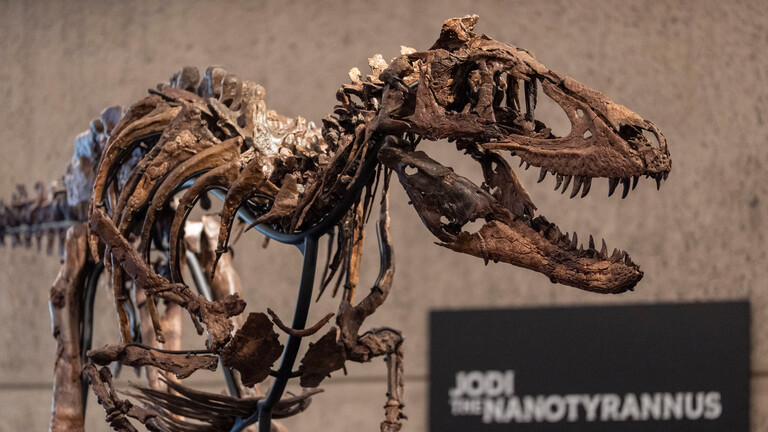 „Jodi“, ein montiertes Skelett eines Nanotyrannus aus der Kreidezeit, das vor etwa 67 Millionen Jahren lebte, ist bei Sotheby’s in New York ausgestellt.