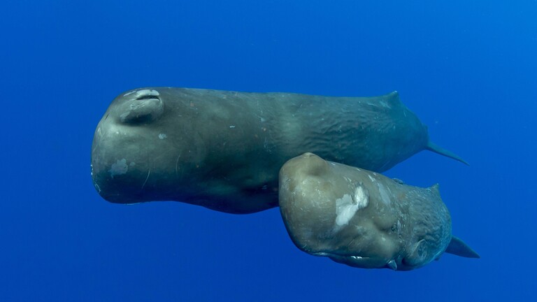 Pottwalmutter mit Kalb im Karibischen Meer