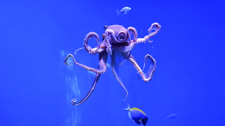 Ein Oktopus in einem Pazifik-Aquarium in Long Beach, Kalifornien.
