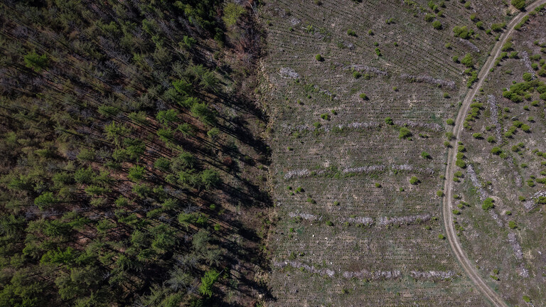 Ein Waldstück im Harz mit Aufforstung und Schäden durch den Borkenkäferbefall, aufgenommen im April 2026