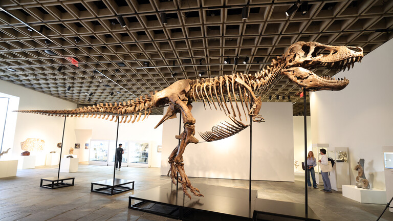 T-Rex-Skelett "Gus", das bei Sotheby's in New York für 50 Millionen Dollar versteigert wurde.