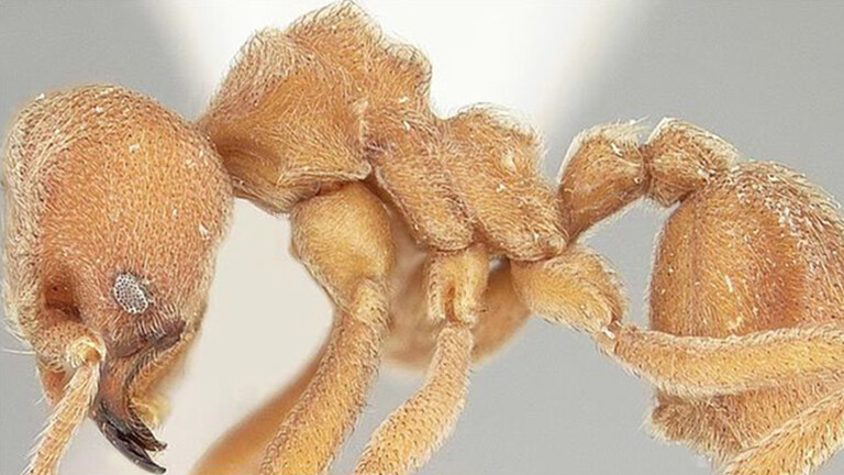 Mikroskopaufnahme einer Arbeiterin der Ameisenart Sericomyrmex amabilis, die eine eisenhaltige braune Cuticula aufweist, die dicht mit langen, gewundenen Haaren bedeckt ist
