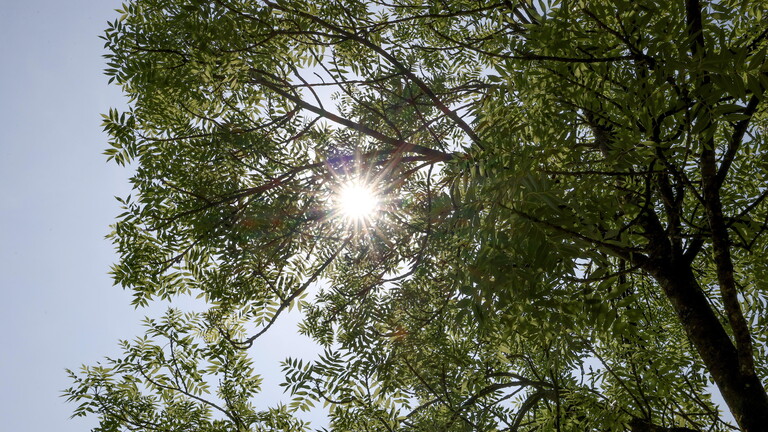 Die Sonne scheint am blauen wolkenlosem Himmel durch einen Baum.