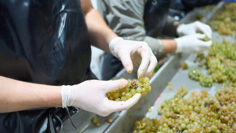 Erntehelfer sortieren nach der Lese im Weingut Heymann-Löwenstein an der Untermosel die Trauben.