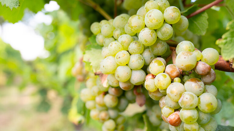 Rieslingrebe auf einem Weinberg an der Mosel