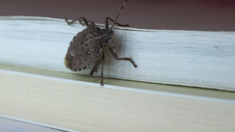 Eine Stinkwanze krabbelt in einer Wohnung