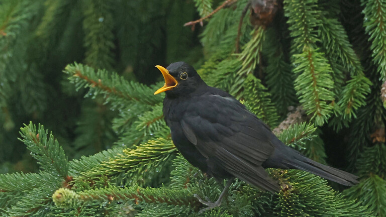 Ein Amsel-Männchen mit schwarzem Gefieder und orangem Schnabel sitzt in einem Nadelbaum und singt.