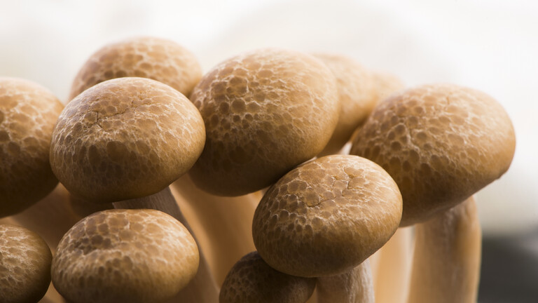 Der Buchenpilz (Hypsizygus Marmoreus)