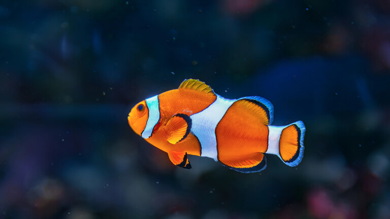Clownfisch in der Tiefsee