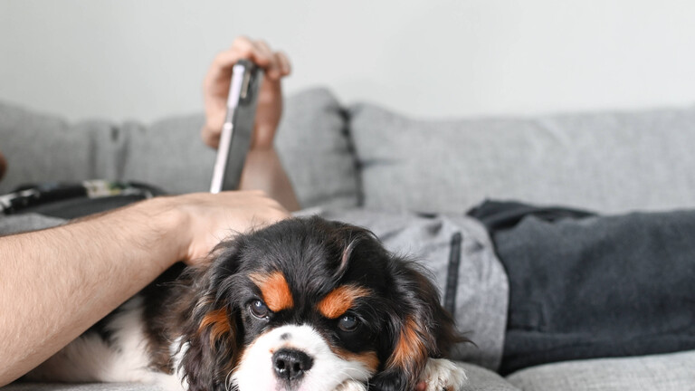 Ein Mann liegt mit Smartphone auf dem Sofa, neben ihm ein Hundewelpen.
