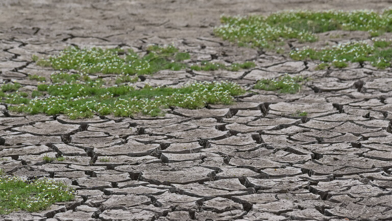 Ein ausgetrocknetes Flussbett oder ein Feld mit rissigem Boden und spärlich wachsenden Grasbüscheln und kleinen weißen Blüten