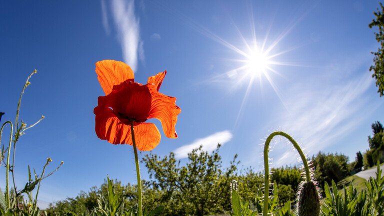 Blühender Klatschmohn bei Sonnenschein auf einem Feld